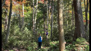 Testing of Forest Dynamics Theory in Closed-Canopy Forests: Honoring Crossdating Efforts