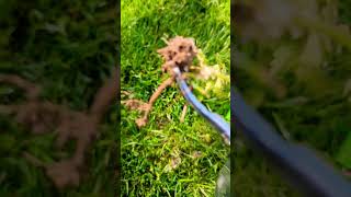 Best Weed Puller hand tool | GrootPow |. #honestreview #productzone #viral