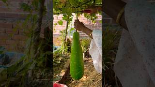 Huge  gourd #bottlegourd #gourd #gardening #harvest #harvesting #shortsfeed #shorts #viral #fyp