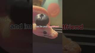 its unfair...#death#sad#pet#snakes#edit