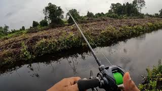 Daiwa Steez AII TW 2023- (First Casting Impression) Bagus atau Menakjubkan