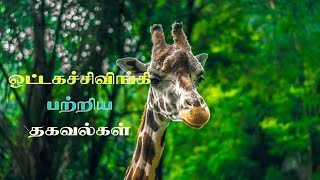 மிகவும் உயரமான ஒட்டகச்சிவிங்கி |Fact about girrrfe| #giraffe #animals