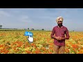 ਫੁੱਲਾਂ ਦੀ ਖੇਤੀ ਚੋਂ ਲੱਖਾਂ ਕਿਵੇ ਕਮਾਈਏ how to start flower farming in india success story of farmer