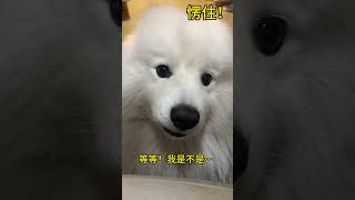 它愣住的几秒钟里 脑袋里应该闪过八百种解决方案吧 #dog #小狗狗能有什么坏心思 #狗狗 #萨摩耶 #cute #小狗狗