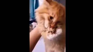 cat drops food and starts crying 😔