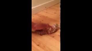 Cat sliding / cat curling (sounds awful/cats love it)