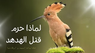 الهدهد رسول الانبياء 🪶🪶🤎 لماذا حرم قتله 🤔