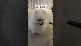 상남자 진호빵  #포메라니안 #dog  #shorts