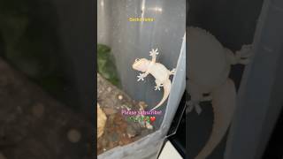 Mediterranean Geckos Caught by Surprise at Night | Nocturnal Gecko Behavior in Terrarium