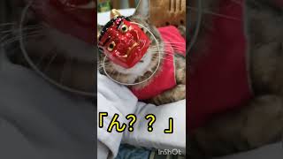 節分前日〜鬼のお面を被ってるトラちゃん〜(=^・^=)#かわいい猫 #癒やし猫 #節分