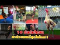 10 อันดับไก่ชนที่ค่าตัวแพงที่สุดในไทย