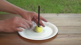 Kid Experiments: Sundial | English | Darwin and Newts