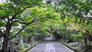 八坂神社 龍福寺 重要文化財 (山口県)