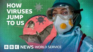 Why are animal diseases like Ebola and hantavirus infecting humans more often? - BBC World Service