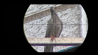 Pest control - FX Impact M4 - .22