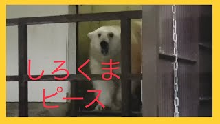 【しろくまピース】polarbear夜の動物園2020年8月8日🌈とべ動物園