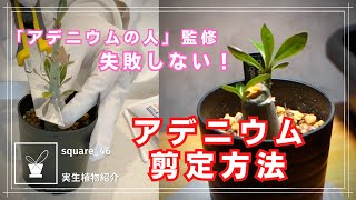 【塊根植物剪定】アデニウムオベスムの剪定方法と剪定後の経過 「アデニウムの人」監修！【実生記録】