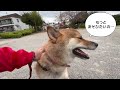 散歩から帰りたくない柴犬がかわいい