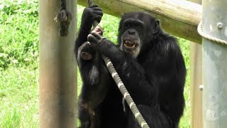 デッキー叔父さんが大好き！　イブキ　　I love uncle Decky!   チンパンジー　多摩動物公園