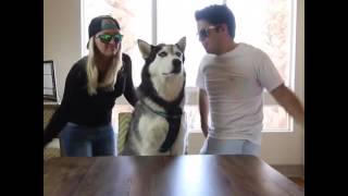 Grumpy Husky pt. 6 w/ Meghan McCarthy, Steel The Husky (song by: Shamir / On The Regular)