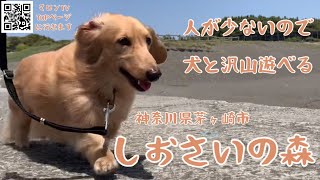 🍃木陰の遊歩道を歩いて砂浜で愛犬と遊べるミニチュアダックスのマロン君も楽しんでいました、柳島海岸しおさいの森は人も少なくてのんびりと出来ました。