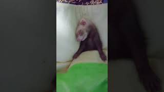 眠り姫ベビーフェレット　ferret!!! Baby ferret sleeps #Shorts