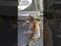 1024🌞カフェオレちゃんと👴、森のベンチdeイチャイチャ💓劇場③🥰😽🐾