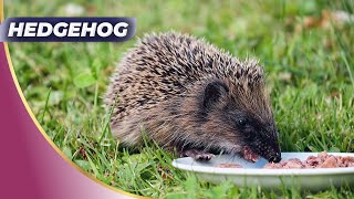 🦔CUTE Hedgehog Habits You Won't Believe Exist!