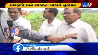 Gujarat: Unseasonal rains damage crops in Aravalli, farmers worried| TV9GujaratiNews