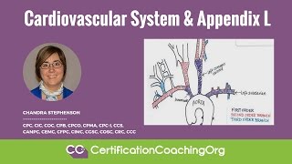 Cardiovascular System and Appendix L