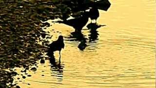 一日の疲れを癒すカラスたちの入浴(Bathing of a crow )☆