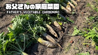 【ルンルンの裏庭】今年は大根が豊作でした【お父さんの家庭菜園】