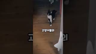 고양이 그림으로 장난치기 #shorts #animals