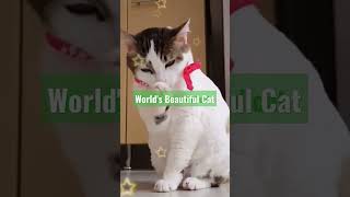 World's Beautiful Cat|Funny Cat|Pet Cat|@cartokids