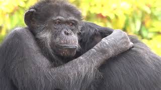 Apr 2021 Kamine zoo Alpha male Yu takes time before display/Grooming  時間をかけて気分を高めるユウ君のディスプレイ