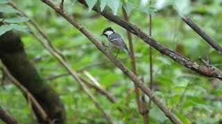 河口湖フィールドセンターのヒガラの水浴び　その４６（4K60P動画）