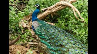 Beautiful Birds in Sri Lanka