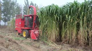 Napier grass king grass cutter silage harvester for animal feed working video