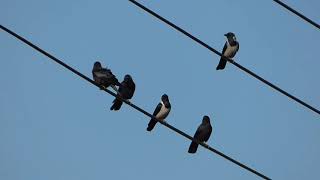 【一分動画】🐤鳥シリーズ　コクマルガラス　 Daurian Jackdaw  （カラス科)　【BGM】農耕地で見られる鳥