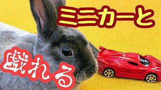 【ミニカーで遊ぼう】新しいおもちゃの反応が凄すぎてワロタ❗