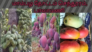 #nature mango  100%naturalசெந்தூரா மாம்பழம் (Sendura mango) என்பது மாம்பழங்களில் ஒரு வகையாகும்.