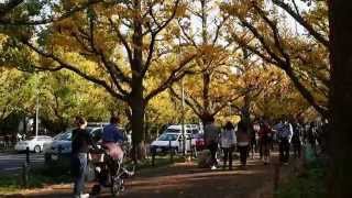 明治神宮外苑　イチョウ並木の紅葉　２０１５．１１．２４　Meiji Shrine Gaien