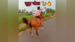 सुट्टा घोडा कसला वेग आहे बगा || नाद नाही करायचा या बारक्याचा ||