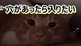 またか、、【侵入した野良仔猫】～家猫修行中～