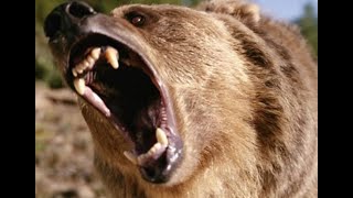 Three Terrifying Old Time Bear Attack Stories