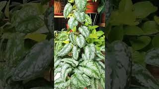 Silver Satin Pothos