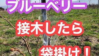 ブルーベリー　接木の養生