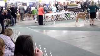 Beezerfest - Best of Breed (Part 2) - Saturday March 15, 2014