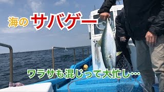 サバ爆釣 ライトジギングで狙う旬魚