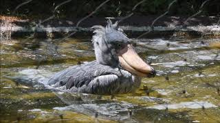 shoebill、サーナの水浴び＠上野ハシビロコウ